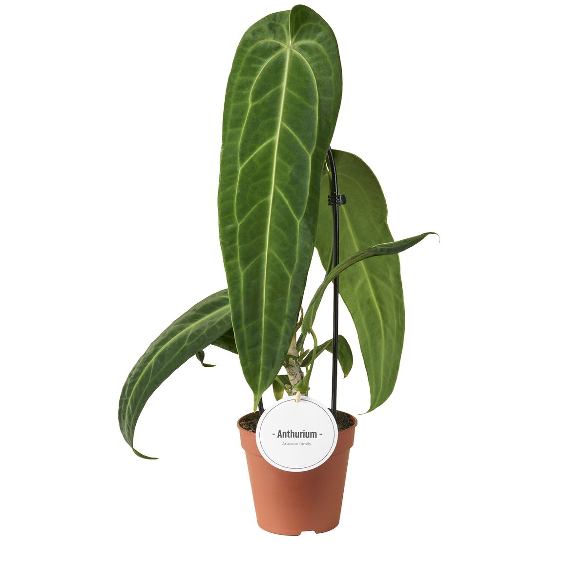 Anthurium warocqueanum  Plant Wholesale FlorAccess
