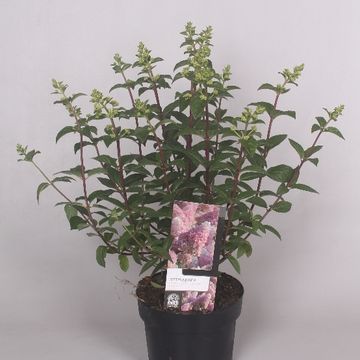 Hydrangea paniculata SUNDAE FRAISE