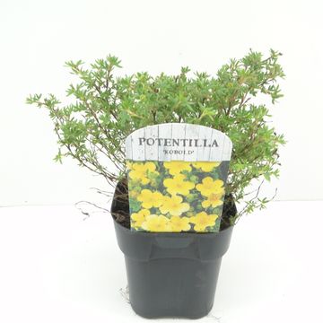 Potentilla fruticosa 'Кобольд'