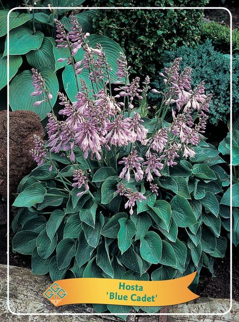 Hosta 'Blue Cadet'