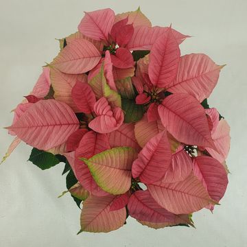 Euphorbia pulcherrima CHRISTMAS FEELINGS PINK
