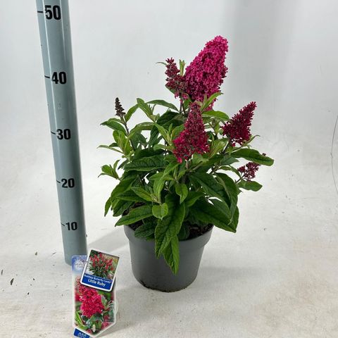 Buddleja davidii BUTTERFLY CANDY LITTLE RUBY