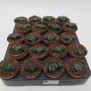 Haworthia truncata
