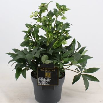 Helleborus 'Winterbells'
