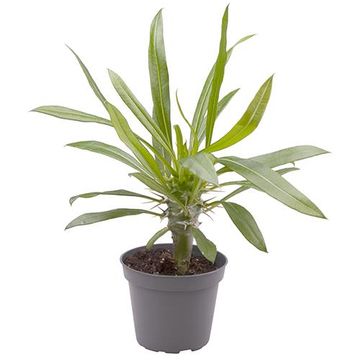 Pachypodium lamerei