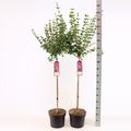 Syringa MIX