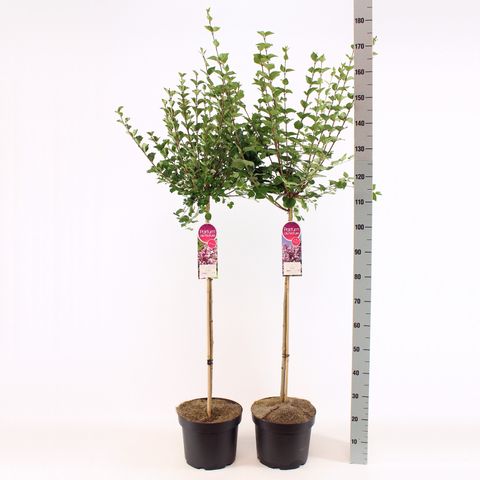 Syringa MIX