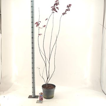 Acer palmatum 'Red Emperor'