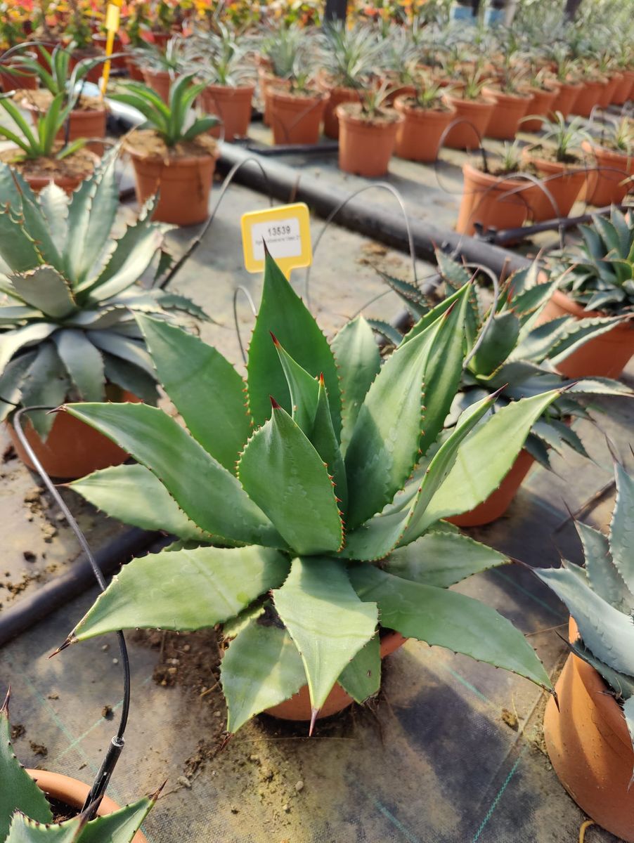 Agave albescens — Plant Wholesale FlorAccess
