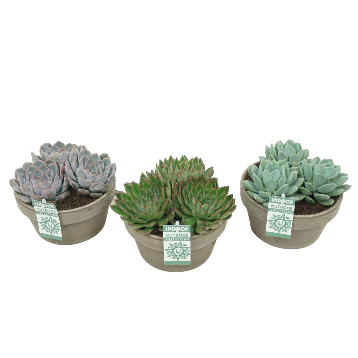 Echeveria MIX — Plant Wholesale FlorAccess