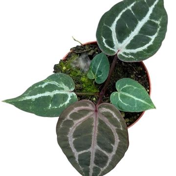 Anthurium 'Red Crystallinum'