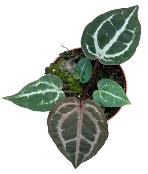 Anthurium 'Red Crystallinum'