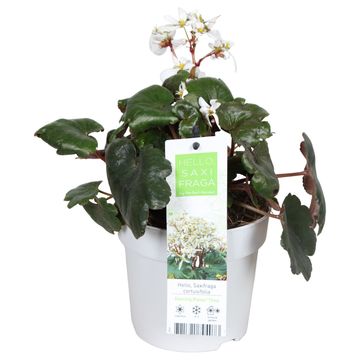 Saxifraga cortusifolia DANCING PIXIES THEA