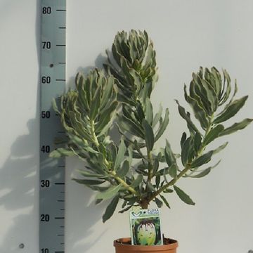 Protea barbigera 'Niobe'
