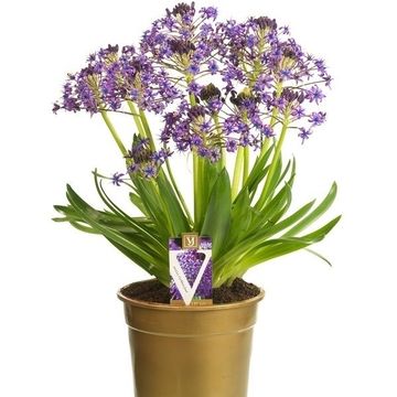 Scilla peruviana CARIBBEAN JEWELS SAPPHIRE BLUE