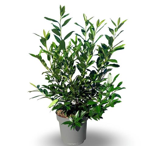 Prunus laurocerasus 'Herbergii'