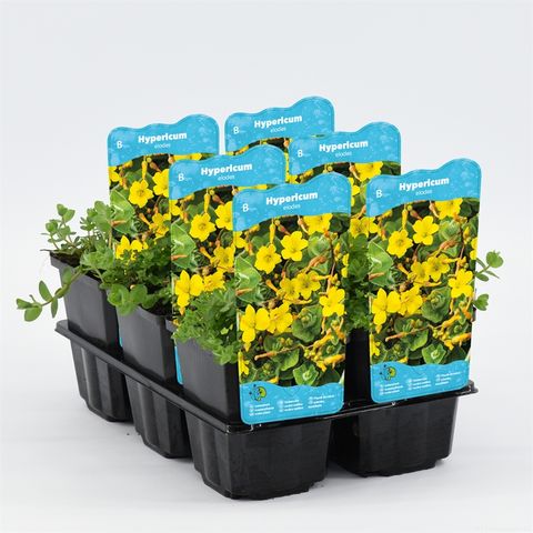 Hypericum elodes