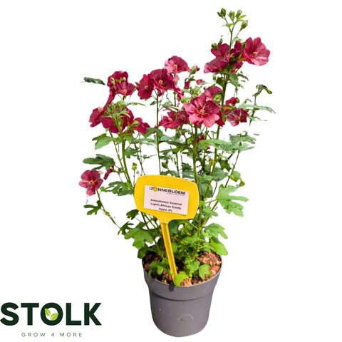 Anisodontea CANDY APPLE