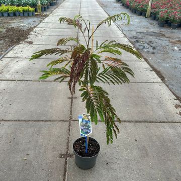 Albizia julibrissin 'Summer Chocolate'