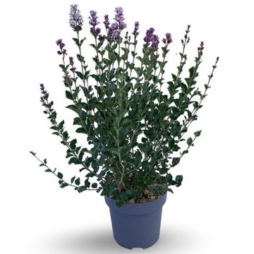 Syringa meyeri 'Palibin'