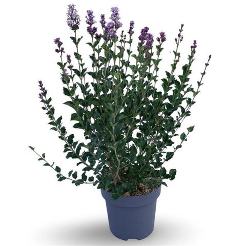 Syringa meyeri 'Palibin'