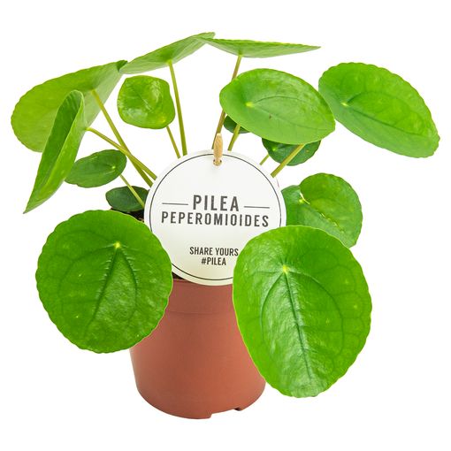 Pilea peperomioides