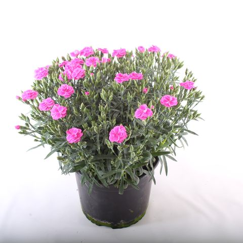 Dianthus caryophyllus ‘Peman’ — Groothandel in planten FlorAccess