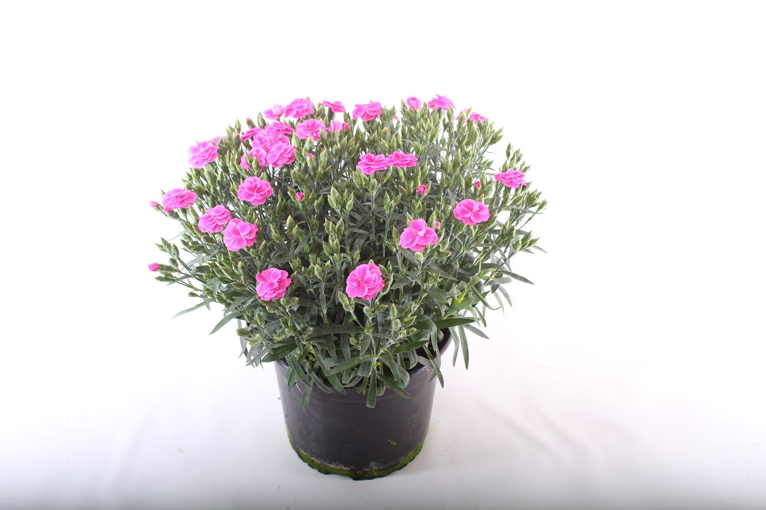 Dianthus caryophyllus ‘Peman’ — Plant Wholesale FlorAccess