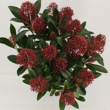 Skimmia japonica 'Rubella'