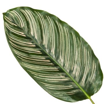 Calathea ornata