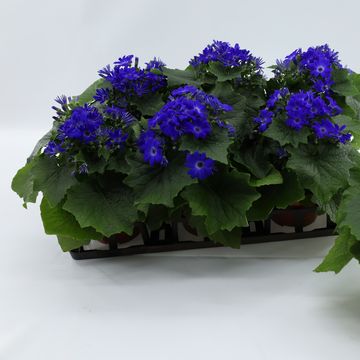 Pericallis MANDALA BLUE