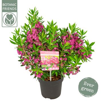 Kalmia angustifolia 'Rubra'