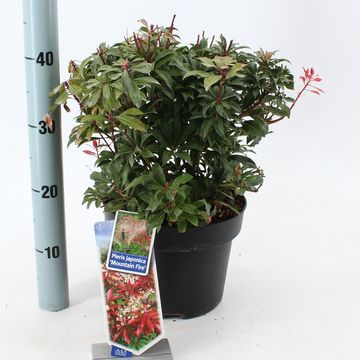 Pieris japonica 'Mountain Fire'