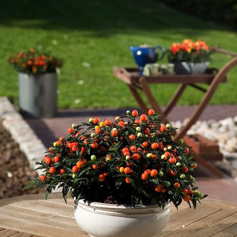 Solanum pseudocapsicum 'Jupiter' (Kwekerij Jan van der Knaap)