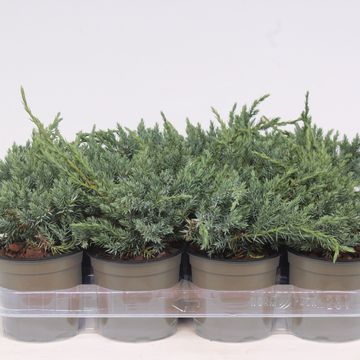 Juniperus squamata 'Blue Carpet'