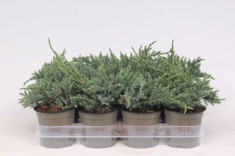 Juniperus squamata 'Blue Carpet'