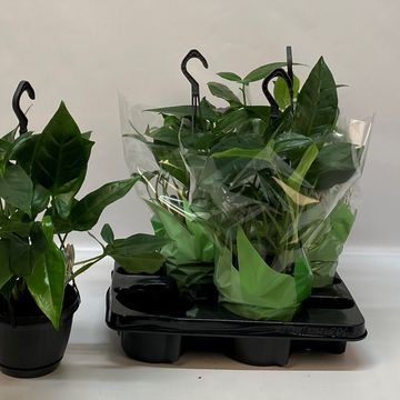 Syngonium podophyllum 'Trileaf Wonder'