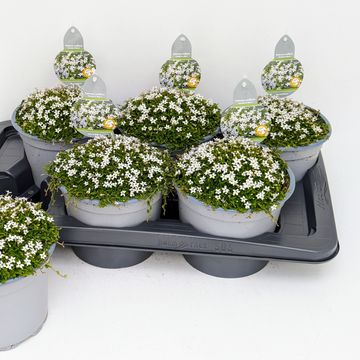 Isotoma fluviatilis 'White Star'