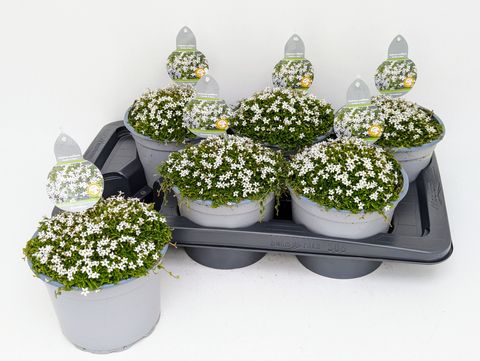 Isotoma fluviatilis 'White Star'