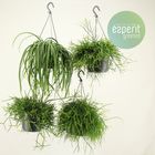 Rhipsalis MIX