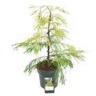 Chamaecyparis lawsoniana 'Karaca'