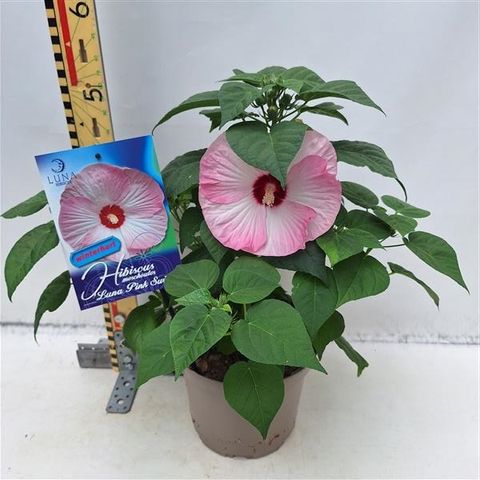 Hibiscus moscheutos LUNA ROSE