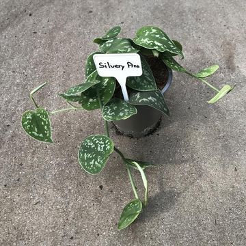 Scindapsus pictus 'Silvery Ann'