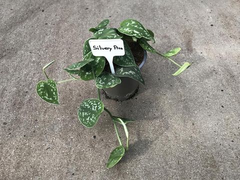 Scindapsus pictus 'Silvery Ann'