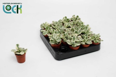 Cotyledon ladismithiensis 'Variegata'