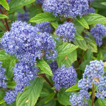 Ceanothus x delilianus 'Gloire de Versailles'