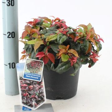 Leucothoe fontanesiana DARK DIAMOND