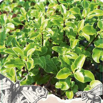 Pittosporum tenuifolium 'Country Park Green'