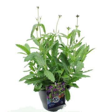 Verbena rigida 'Santos'