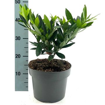 Prunus laurocerasus 'Otto Luyken'